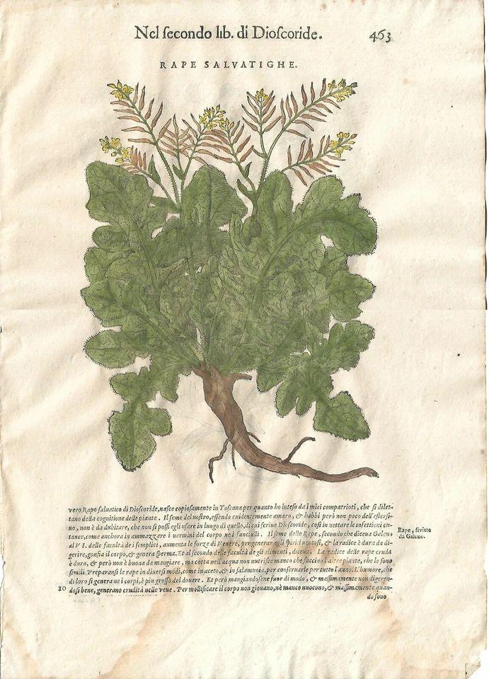 Stampa antica MATTIOLI MATTHIOLI erbario RAPE fiori botanica 1604 Antique print - Immagine 1 di 1
