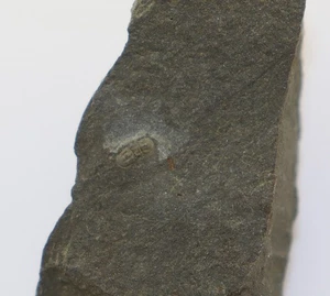 Trilobit, Peronopsis integra, Kambrium, Jince, Tschechische Republik -m325 - Picture 1 of 4