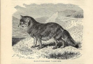 Antiker Druck COYOTE oder LUPO DELLA PRATERIA Canis latrans 1891 Old antique print - Bild 1 von 1