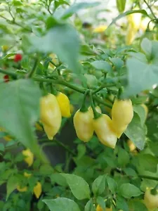 Habanero Neón Amarillo Chile - 5+ Semillas - Semillas - Ch 249 - Imagen 1 de 1