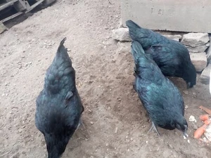 bruteier ayam cemani - Bild 1 von 8