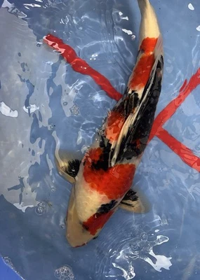 Live koi Showa -19” (female) - Image 1 of 4