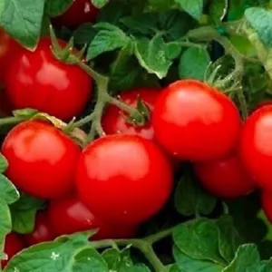 Cherry Tomato Seeds Large | Heirloom Tomato Seeds | NON-GMO Vegetable Seeds - Picture 1 of 2