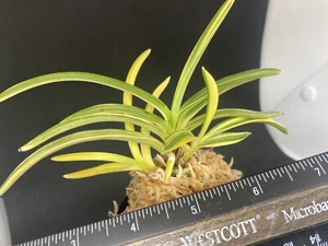 Neofinetia falcata(japaneseorchids)stripe/KYUSHU-NISHIKI 九州錦 - Picture 1 of 7