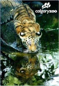 Siberian (Amur) Tiger Habitat at the Calgary Zoo, Alberta, Canada Postcard - Picture 1 of 2