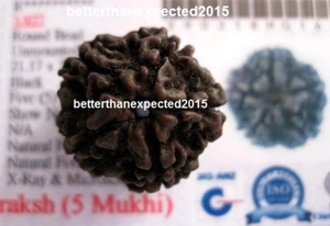 LAB CERTIFIED BLACK RUDRAKSHA RAREST RUDRAKSH PROTECT FROM EVIL SPIRIT ENERGIZED - Picture 1 of 3