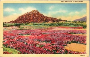 Verbenas en el desierto, plantas, postal vintage - Imagen 1 de 2