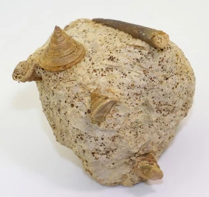 Schnecke, Pyrgotrochus, Amphitrochus, Jura, Bajoc, Evrecy, Frankeich -L772 - Picture 1 of 10