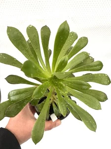 1 Pot Aeonium Garnet hybrid-Rosettes Succulent-Garden Landscape Houseplant - Picture 1 of 10