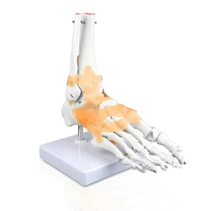 Parco Scientific PB00047 medizinischer rechter Fuß und Sprunggelenk mit Bändern - Bild 1 von 7