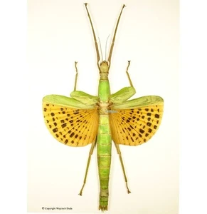 Paracyphocrania major, wunderschön! Groß, Aufstrich - Bild 1 von 1