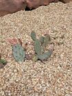 Opuntia Humifusa, Eastern Prickly Pear Cactus, Cold Hardy (5 Large Pads!!!)