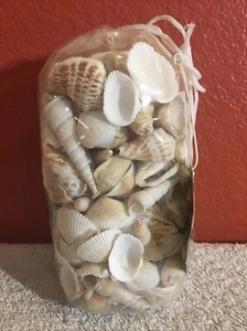 26 Unzen Muscheln für Handwerk Wohnkultur (1 Pfund 10 Unzen) - Bild 1 von 10
