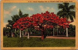 ROYAL POINCIANA TREE Florida PUNTA GORDA Leinen um 1950 Postkarte - Bild 1 von 2