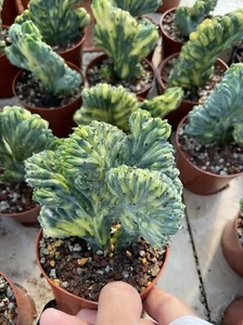 Hermoso Jardín 7cm Myrtiiocactus Geometrizans Cristata Variegado Raro - Imagen 1 de 5