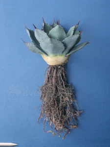Agave parryi var. PARRYI 4-5" GENUINE Round Artichoke Agave Live Plant Not Seeds - Picture 1 of 8