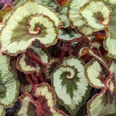 Live Escargot Begonia Plant – Unique Spiral Leaves – 8–10" Tall – Ships 4" Pot - Image 1 of 4
