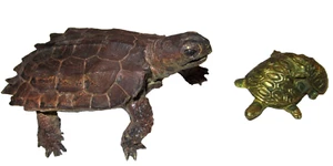 AAA Notched Turtle Realistic &Solid Brass Turtle with baby - Bild 1 von 8