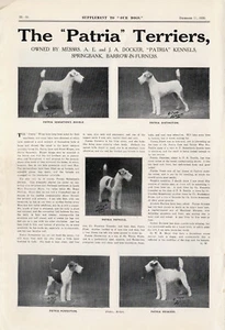 WIRE FOX TERRIER 1925 OUR DOGS "PATRIA" DOG BREED KENNEL ADVERT PRINT PAGE b182 - Foto 1 di 1
