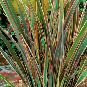 Phormium Maori Queen New Zealand Flax Evergreen Shrub Hardy Garden Plant in Pot - Picture 1 of 18