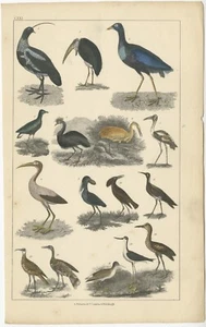 Original Antique Bird Print of Various Bird Species - Picture 1 of 1