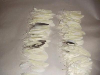 35 PLUMAS ENCUBIERTAS DE ALA Y COLA AMARILLAS DE CACATÚA DE 1" A 3" DECORATIVAS ARTESANÍAS DE AVES Foto 1 de 4