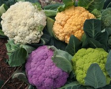 50 Cauliflower Seeds - Four Varieties - RAINBOW - White, Green, Purple, Orange 