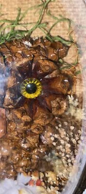 Arte popular de colección hecho a mano limitado reciclado piña búho flor seca decoración de pared Foto 1 de 4