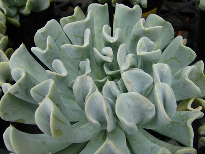 Echeveria 'Topsy Turvy' - Succulent, 1 Live Plant - 3.5 Inch Pot! - Image 1 of 2