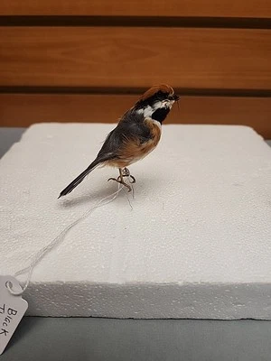 BJV69 Pluma Elevada Garganta Negra Bushtit Montaje Pájaro Taxidermia Foto 1 de 4