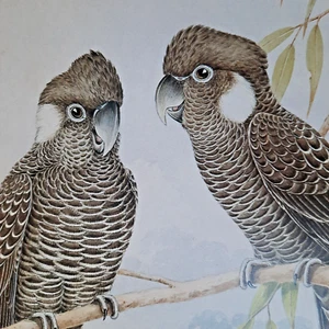 White-Tailed Black Cockatoo Australian Cockatoos Neville Cayley Print Plate 7 - Picture 1 of 2