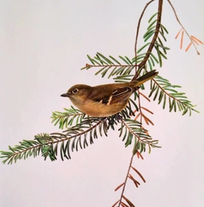 Plato de libro impreso vintage arte J F Lansdowne Birds HUTTON'S VIREO 10X14 41 - Imagen 1 de 3