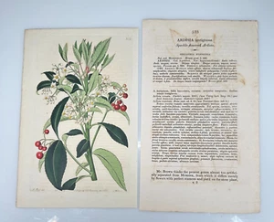 1821 M. Hart Ridgway Botanical #533 Ardisia Lentiginosa Speckle Flowered - Picture 1 of 3