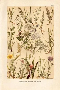 1899 MARTIN CHROMOLITHO harebell, brome, ryegrass, caraway, salsify, foxtail ... - Picture 1 of 3