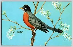 Postcard - Robin - Bird - Picture 1 of 2