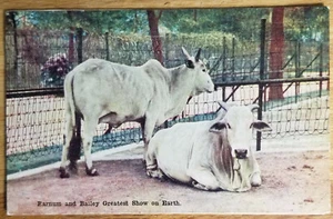 Zebu Barnum & Bailey Greatest Show on Earth Postcard PC Circa 1919 - Bild 1 von 1