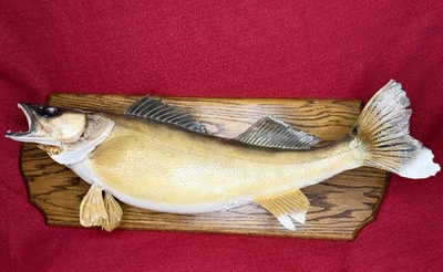 Vintage Extra Large WALLEYE Real Skin Trophy Taxidermy Full Mount Fish On Board - Image 1 of 4