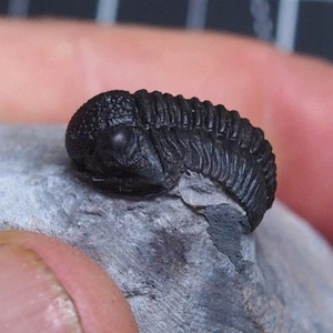 19mm Trilobite Gerastos (Proetus) granulosus Devonian Trilobiten Arthropods 1700 - Picture 1 of 16
