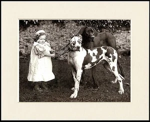 GREAT DANE LITTLE GIRL AND TWO DOGS GREAT DOG PHOTO PRINT MOUNTED READY TO FRAME - Picture 1 of 1