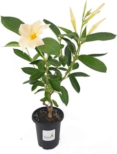 Olla de albaricoque Mandevilla de 4 pulgadas - Imagen 1 de 9