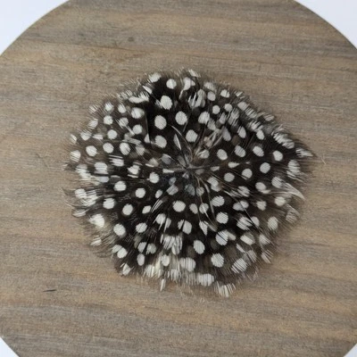 Feather Hair Clip Handmade Brown White Snap Barrette Guinea Fowl Polka Dot - Image 1 of 4