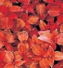 50+ Coleus "Wizard Sunset" Shade Loving Flower Seeds / Long Lasting Annual Gift