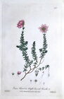 Erica Cross-Leaved Heath Baxter Antique Engraved Botanical Flower Print 1841