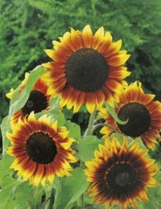 NEW! SUNFLOWER - Golden Prominence F1- 25 Seeds - Beautiful Flowers - 1.5m TALL! - Picture 1 of 2