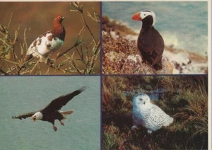 4 Wildvögel von Alaska Kontinental Chrom Postkarte. Anchorage, Alaska - Bild 1 von 2