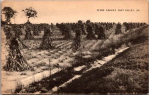 FORT VALLEY Georgia GA unused Postcard - Imagen 1 de 2