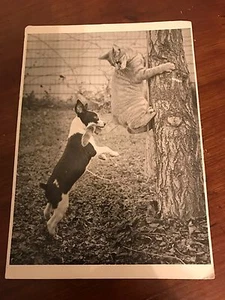Vintage Postcard Playmates Photograph by Cliff Stanley Dog Grabbing Cats Tail - Picture 1 of 2