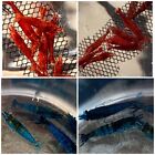 5 Fire Red + 5 Dream Blue Shrimp (+1 DOA For Each Color) Imported From Thailand