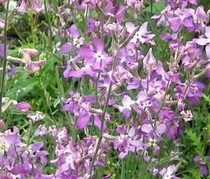 NACHT DUFTENDER LAGER Matthiola Bicornis - 11.000 Samen in loser Schüttung - Bild 1 von 2