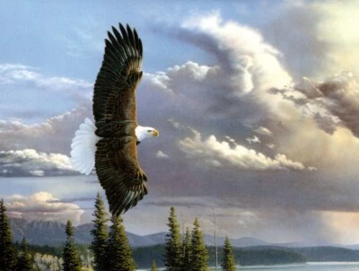 Soaring Flying Bald Eagle Al Agnew Leanin Tree Blank Inside Note Card - Set of 8 - Image 1 of 2
